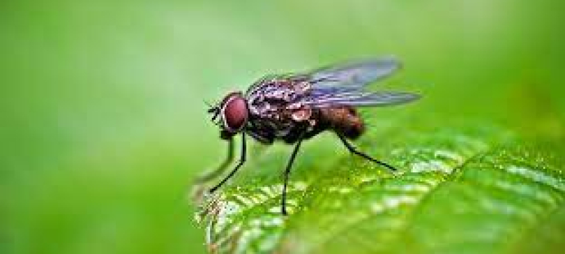 Борба с мухи и какви препарати има